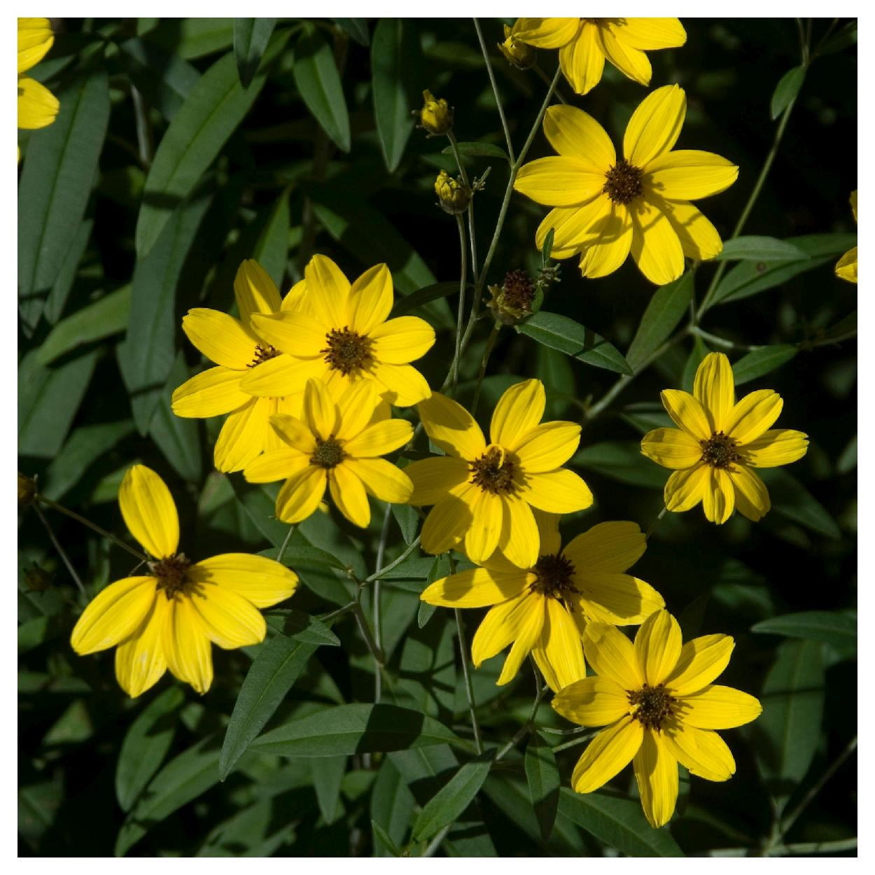 Everwilde Farms - 1 oz Tall Coreopsis Native Wildflower Seeds - Gold Vault Bulk Seed Packet