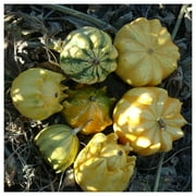 Everwilde Farms - 1 oz Ten Commandments Gourd Seeds - Gold Vault Bulk Seed Packet
