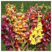 Everwilde Farms - 1 oz Tetra Mixed Snapdragon Garden Flower Seeds - Gold Vault Bulk Seed Packet