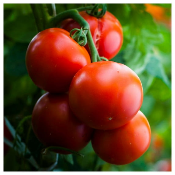 Everwilde Farms - 1 oz Thessaloniki Heirloom Tomato Seeds - Gold Vault Bulk Seed Packet