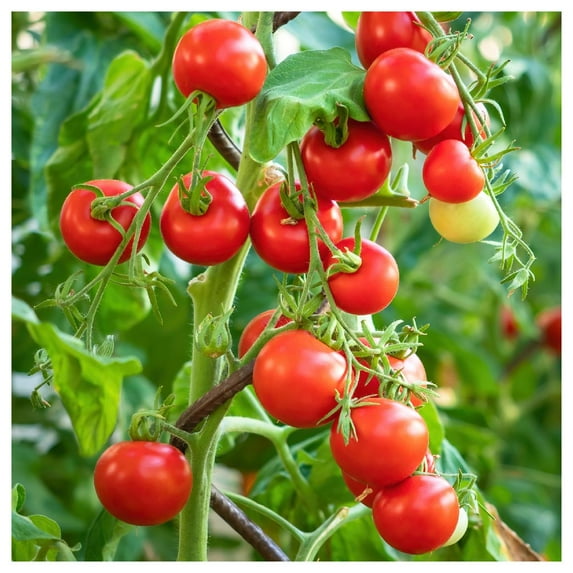 Everwilde Farms - 1 oz Tiny Tim Heirloom Tomato Seeds - Gold Vault Bulk Seed Packet