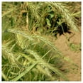thumbnail image 1 of Everwilde Farms - 1 oz Virginia Wild Rye Native Grass Seeds - Gold Vault Bulk Seed Packet, 1 of 2