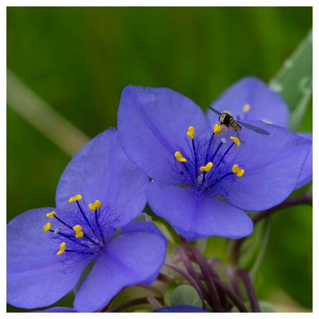 Everwilde Farms - 1 oz Western Spiderwort Native Wildflower Seeds - Gold Vault Bulk Seed Packet