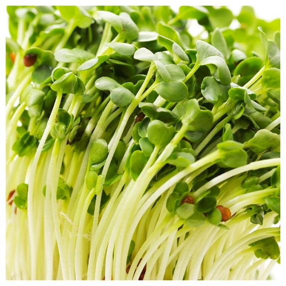 Everwilde Farms - 1 oz White Spear Sprouting Radish Seeds - Gold Vault Bulk Seed Packet