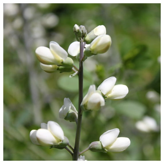 Everwilde Farms - 1 oz White Wild Indigo Native Wildflower Seeds - Gold Vault Bulk Seed Packet