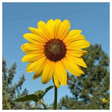 Everwilde Farms - 1 oz Wild Annual Sunflower Native Wildflower Seeds - Gold Vault Bulk Seed Packet