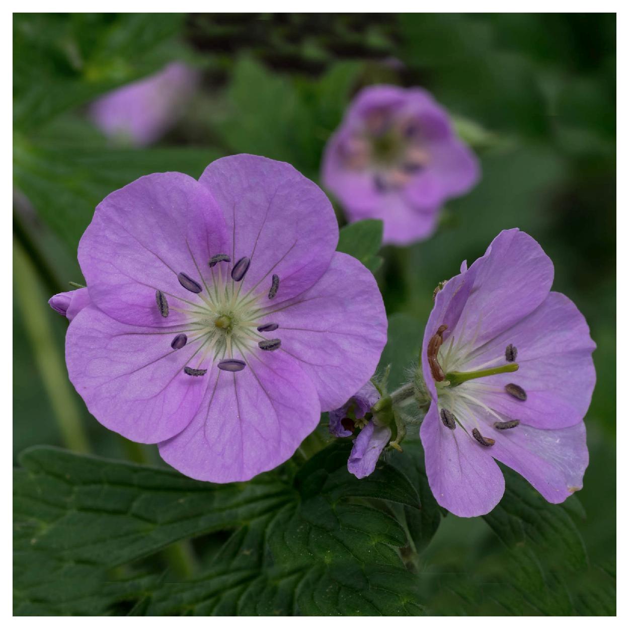 Everwilde Farms - 1 oz Wild Geranium Native Wildflower Seeds - Gold Vault Bulk Seed Packet