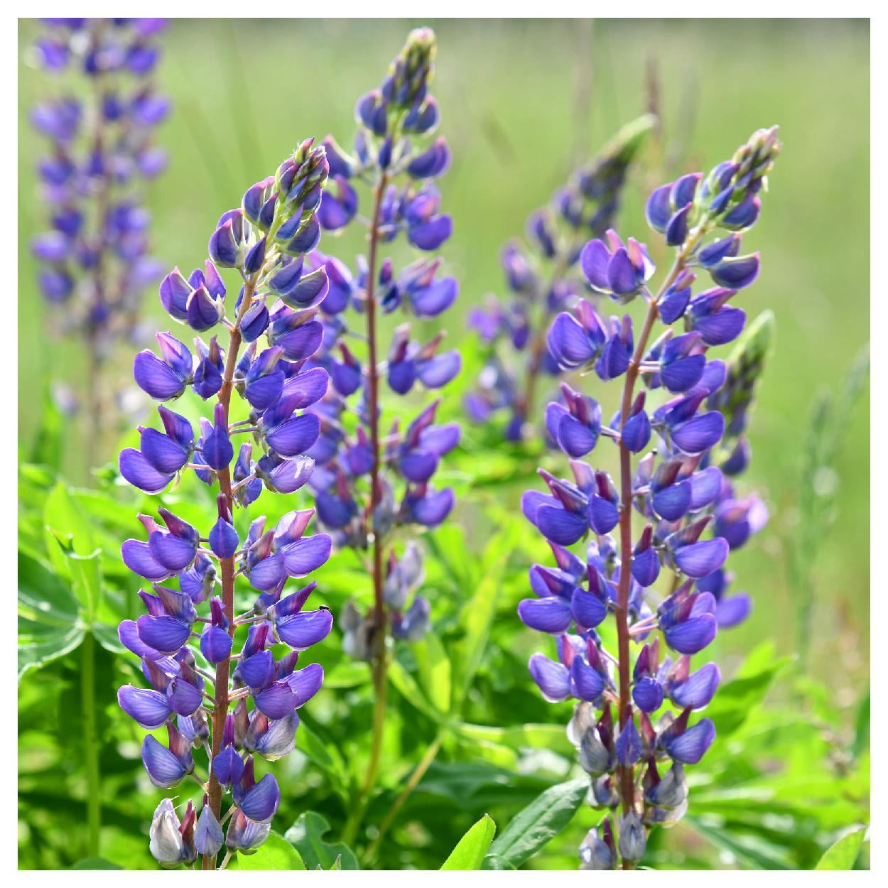 Everwilde Farms - 1 oz Wild Lupine Native Wildflower Seeds - Gold Vault Bulk Seed Packet