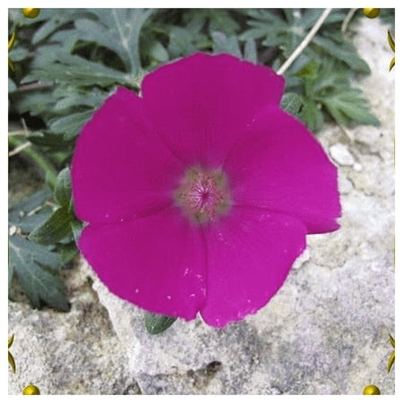 Everwilde Farms - 1 oz Wine Cup Native Wildflower Seeds - Gold Vault Bulk Seed Packet