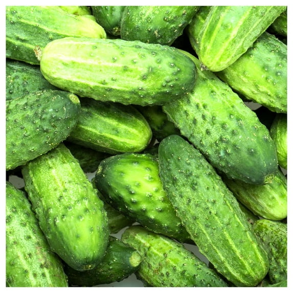 Everwilde Farms - 1 oz Wisconsin SMR 58 Cucumber Seeds - Gold Vault Bulk Seed Packet