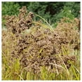 thumbnail image 1 of Everwilde Farms - 1 oz Wool Grass Native Grass Seeds - Gold Vault Bulk Seed Packet, 1 of 3