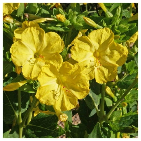Everwilde Farms - 1 oz Yellow Four O Clock Garden Flower Seeds - Gold Vault Bulk Seed Packet