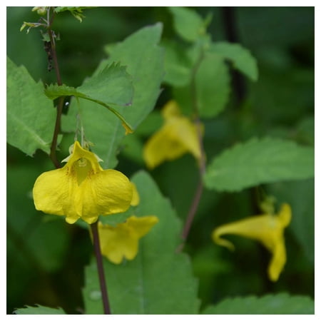 Everwilde Farms - 1 oz Yellow Jewelweed Native Wildflower Seeds - Gold Vault Bulk Seed Packet