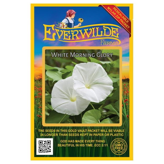 Everwilde Farms - 10 White Morning Glory Garden Flower Seeds - Gold Vault Jumbo Bulk Seed Packet