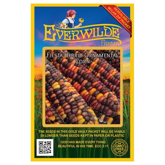Everwilde Farms - 100 Fiesta Ornamental Corn Seeds - Gold Vault Jumbo Bulk Seed Packet