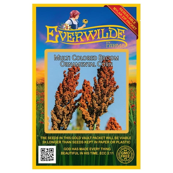 Everwilde Farms - 100 Multi Colored Broom Ornamental Corn Seeds - Gold Vault Jumbo Bulk Seed Packet