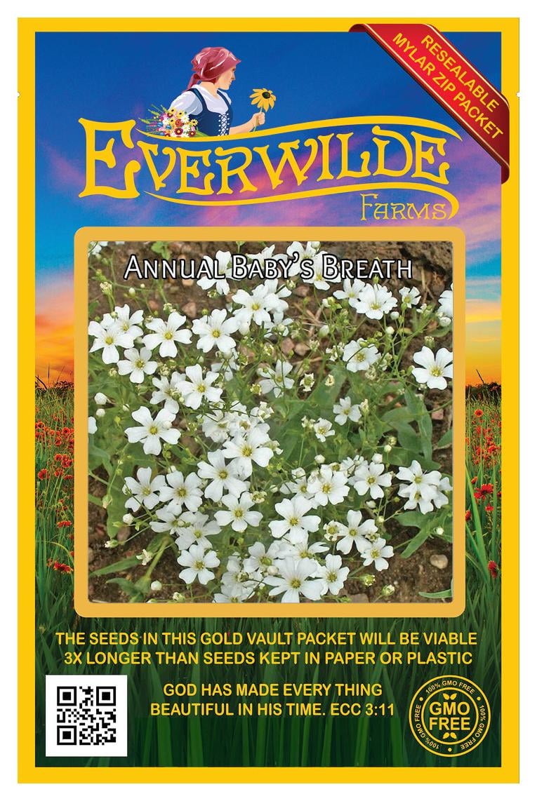 Everwilde Farms - 1000 Annual Babys Breath Garden Flower Seeds - Gold Vault  Jumbo Bulk Seed Packet 