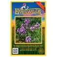 thumbnail image 1 of Everwilde Farms - 1000 Dames Rocket Garden Flower Seeds - Gold Vault Jumbo Bulk Seed Packet, 1 of 5
