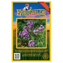 Everwilde Farms - 1000 Dames Rocket Garden Flower Seeds - Gold Vault Jumbo Bulk Seed Packet