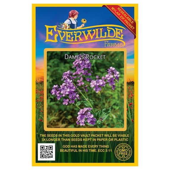 Everwilde Farms - 1000 Dames Rocket Garden Flower Seeds - Gold Vault Jumbo Bulk Seed Packet