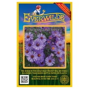 Everwilde Farms - 1000 New England Aster Native Wildflower Seeds - Gold Vault Seed Packet