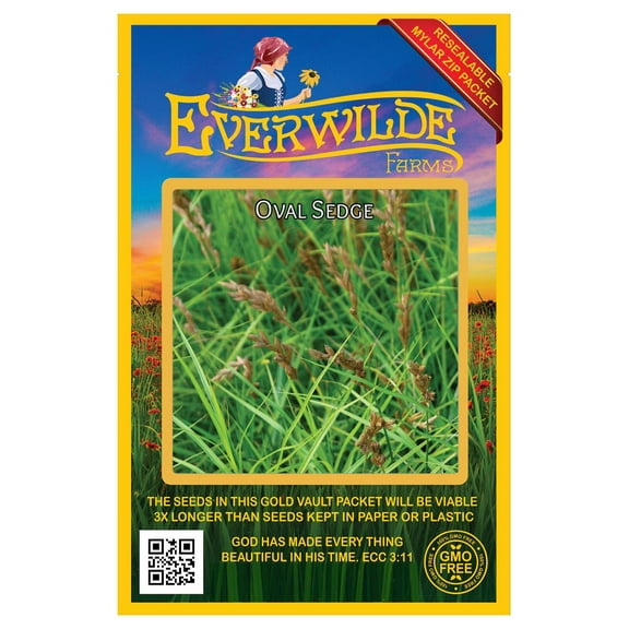 Everwilde Farms - 1000 Oval Sedge Native Grass Seeds - Gold Vault Seed Packet