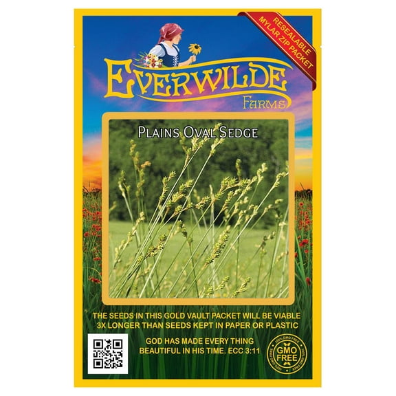Everwilde Farms - 1000 Plains Oval Sedge Native Grass Seeds - Gold Vault Jumbo Bulk Seed Packet