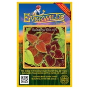 Everwilde Farms - 1000 Rainbow Mixed Coleus Garden Flower Seeds - Gold Vault Jumbo Bulk Seed Packet