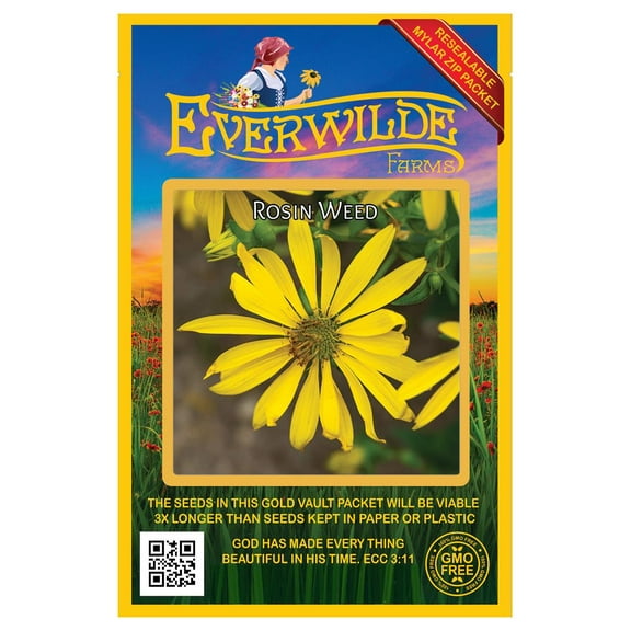 Everwilde Farms - 150 Rosin Weed Native Wildflower Seeds - Gold Vault Jumbo Bulk Seed Packet