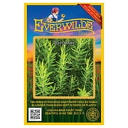 Everwilde Farms - 200 Rosemary Herb Seeds - Gold Vault Seed Packet