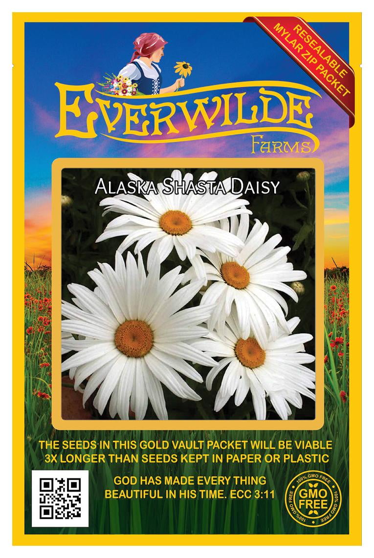 Everwilde Farms Alaska Shasta Daisy Perennial Spring Summer Flower