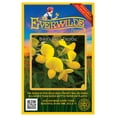 thumbnail image 1 of Everwilde Farms - 2000 Birds Foot Trefoil Garden Flower Seeds - Gold Vault Jumbo Bulk Seed Packet, 1 of 5