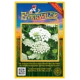 thumbnail image 1 of Everwilde Farms - 2000 Bishops Flower Garden Flower Seeds - Gold Vault Jumbo Bulk Seed Packet, 1 of 5