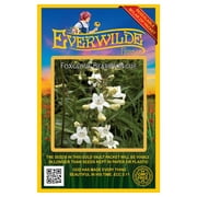 Everwilde Farms - 2000 Foxglove Beardtongue Native Wildflower Seeds - Gold Vault Jumbo Bulk Seed Packet