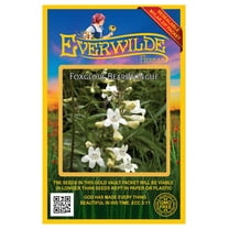 Everwilde Farms - 2000 Foxglove Beardtongue Native Wildflower Seeds - Gold Vault Seed Packet