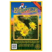 Everwilde Farms - 2000 Golden Aster Native Wildflower Seeds - Gold Vault Jumbo Bulk Seed Packet