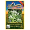 thumbnail image 1 of Everwilde Farms - 2000 Hairy Mountain Mint Native Wildflower Seeds - Gold Vault Seed Packet, 1 of 5