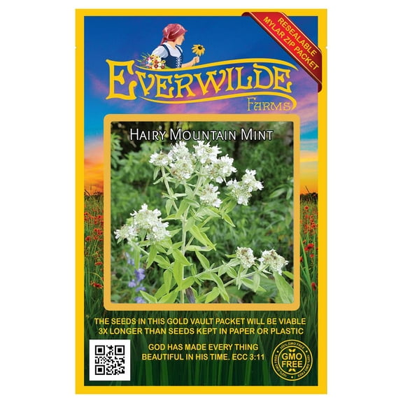 Everwilde Farms - 2000 Hairy Mountain Mint Native Wildflower Seeds - Gold Vault Seed Packet