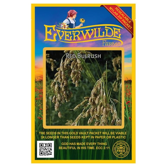 Everwilde Farms - 2000 Red Bulrush Native Grass Seeds - Gold Vault Seed Packet