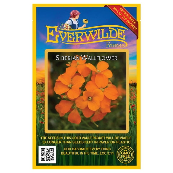 Everwilde Farms - 2000 Siberian Wallflower Garden Flower Seeds - Gold Vault Jumbo Bulk Seed Packet