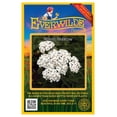 thumbnail image 1 of Everwilde Farms 2000 White Yarrow Flower Seed, 1 of 5