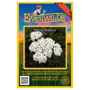 Everwilde Farms - 2000 White Yarrow Native Wildflower Seeds - Gold Vault Jumbo Bulk Seed Packet