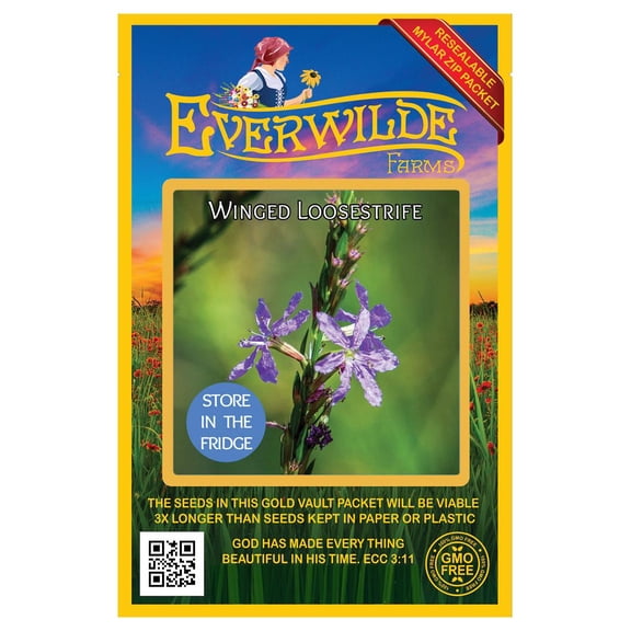 Everwilde Farms - 2000 Winged Loosestrife Native Wildflower Seeds - Gold Vault Seed Packet
