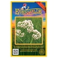 thumbnail image 1 of Everwilde Farms - 300 Anise Herb Seeds - Gold Vault Jumbo Bulk Seed Packet, 1 of 3