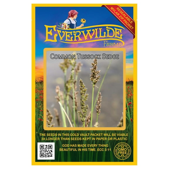 Everwilde Farms - 300 Common Tussock Sedge Native Grass Seeds - Gold Vault Seed Packet