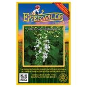 Everwilde Farms - 350 American Germander Native Wildflower Seeds - Gold Vault Jumbo Bulk Seed Packet