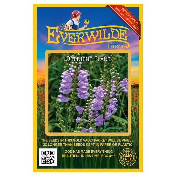 Everwilde Farms - 400 Obedient Plant Native Wildflower Seeds - Gold Vault Seed Packet