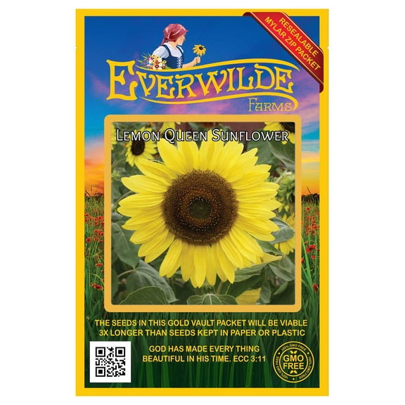 Everwilde Farms - 50 Lemon Queen Sunflower Garden Flower Seeds - Gold Vault Jumbo Bulk Seed Packet