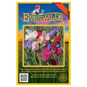 Everwilde Farms 50 Mammoth Sweet Pea Flower Seeds