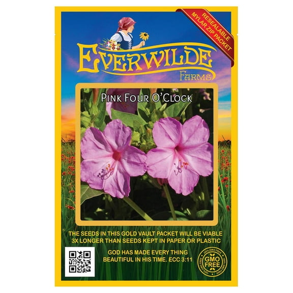 Everwilde Farms - 50 Pink Four O Clock Garden Flower Seeds - Gold Vault Jumbo Bulk Seed Packet